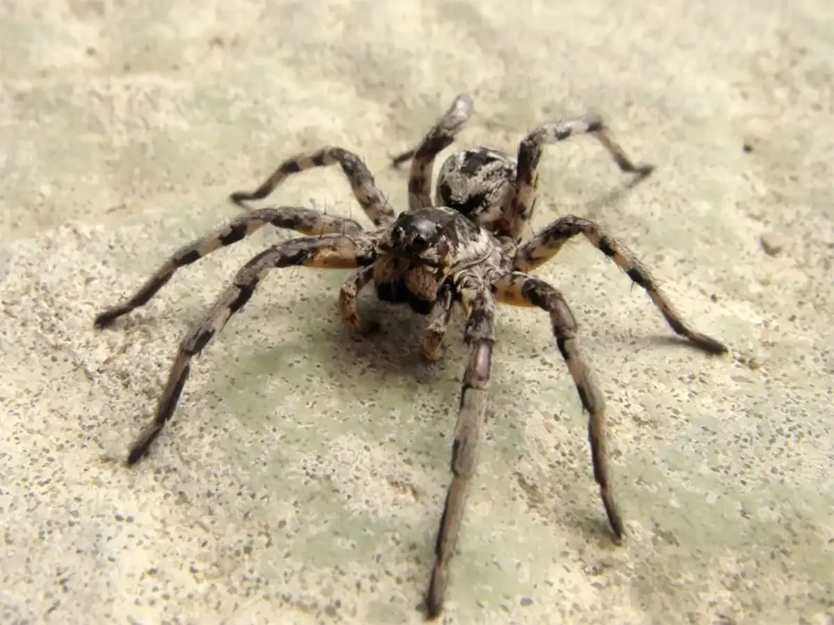 araña lobo (Lycosa tarantula)