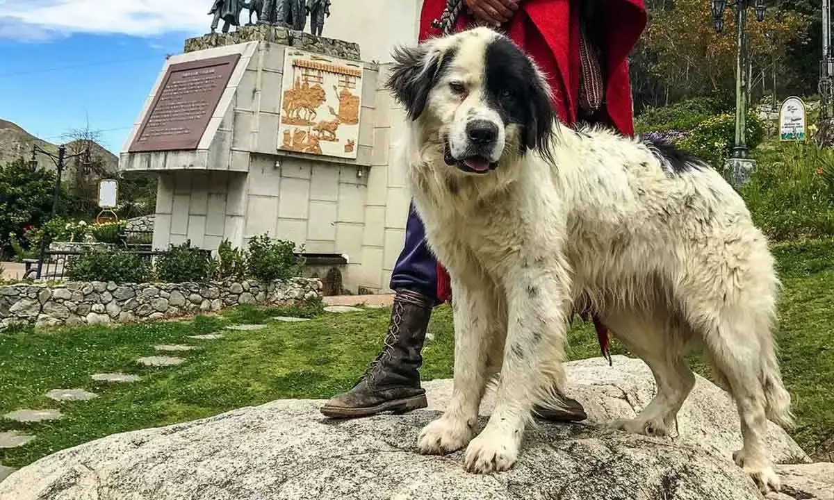 Perro Mucuchíes