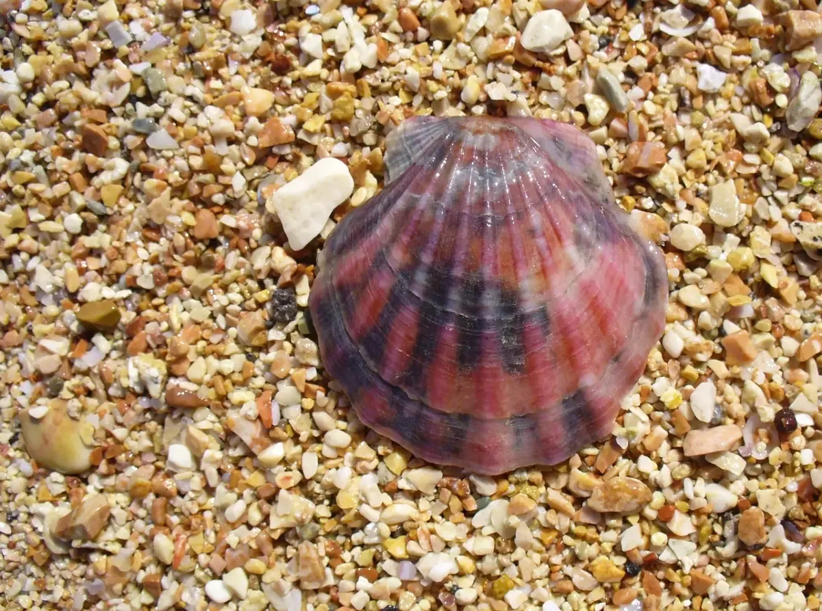 Almeja (Clase Bivalvia)