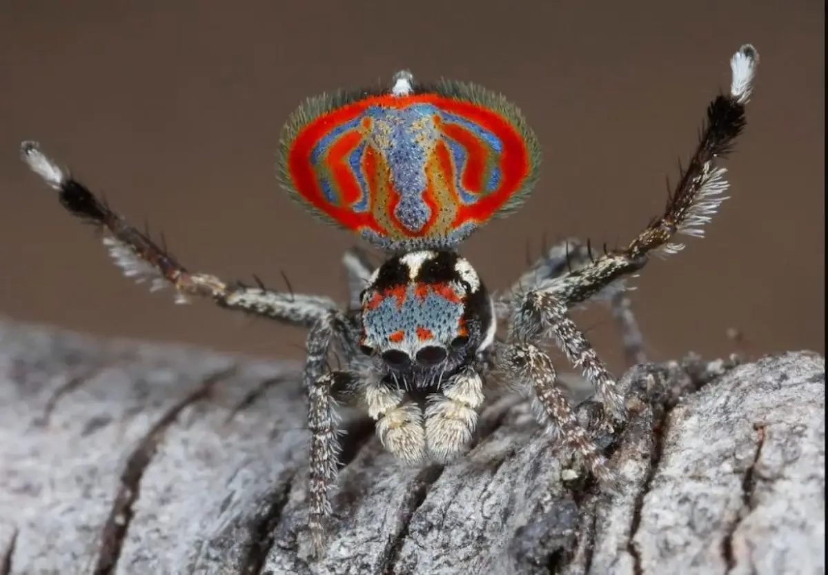 Araña Elefante