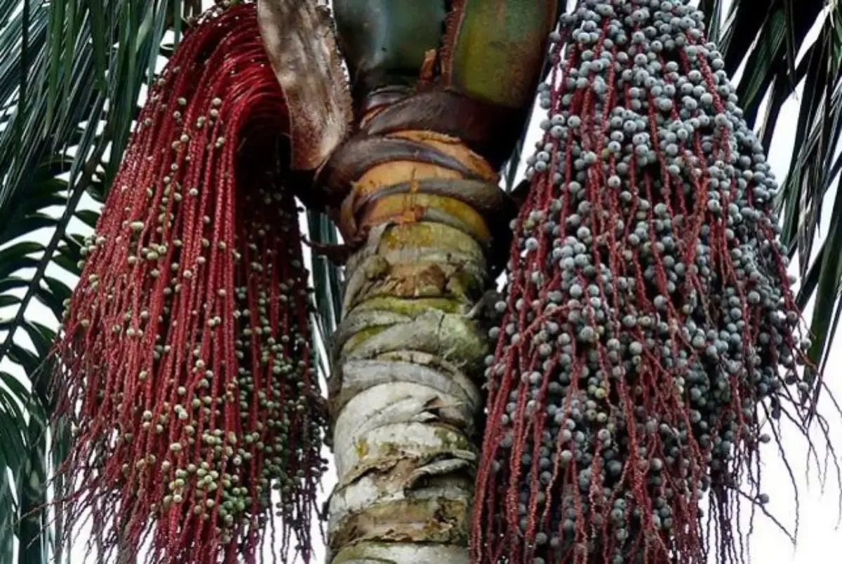 Ungurahui (Oenocarpus bataua)