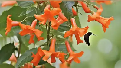 Top 7 de Plantas con Flores en Forma de Trompeta que Deslumbrarán tu Jardín