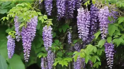 Top 5 de Plantas con Flores en Ramillete que Embellecerán tu Jardín