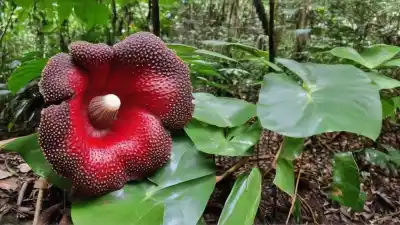 Top 7 de las Plantas con Flores Más Grandes del Mundo que Te Dejarán Sin Aliento