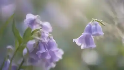 Top 5 de las Plantas con Flores Campanitas Más Bellas y Populares