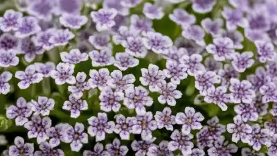 Top 10 de Plantas con Flores Chiquitas: Belleza en Miniatura para tu Jardín