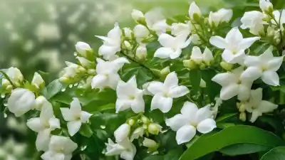 Top 7 de Plantas con Flores Blancas Olorosas para Embellecer y Perfumar tu Jardín