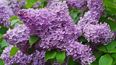 Top 7 de Plantas con Flores Lilas Grandes para un Jardín Espectacular