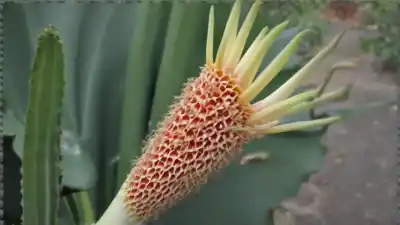 Top 10 de Plantas con Flores Largas que Parecen de Ciencia Ficción