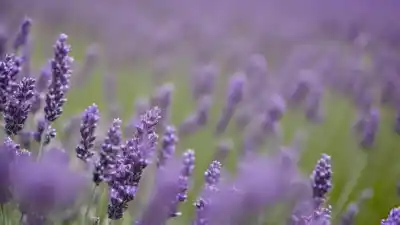Top 10 de Plantas con Flores Moradas que Transformarán tu Jardín