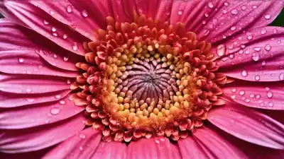 Top 5 de las Gerberas: Las Plantas con Flores Más Alegres y Coloridas que Tienes que Conocer