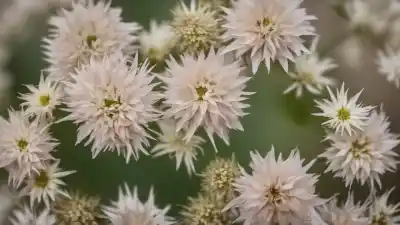 Top 10 de Plantas con Flores en Forma de Estrella que Parecen de Otro Mundo