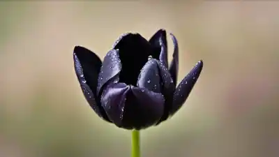 Top 7 de Plantas con Flores Negras: La Belleza Oscura y Misteriosa de la Naturaleza
