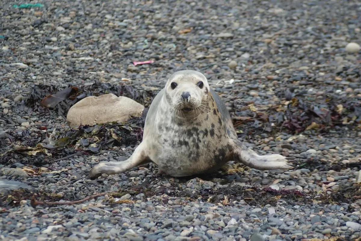 foca comun