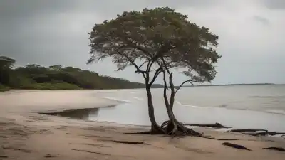 Top 5 de las Playas Más Bonitas de Tabasco que Tienes Que Conocer