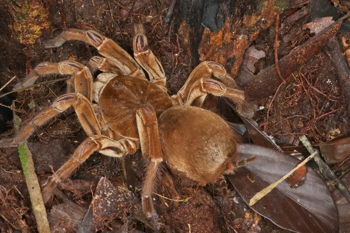 araña goliat