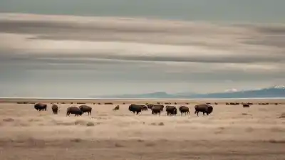Las 3 Islas Más Importantes de Utah: Oasis en el Gran Lago Salado