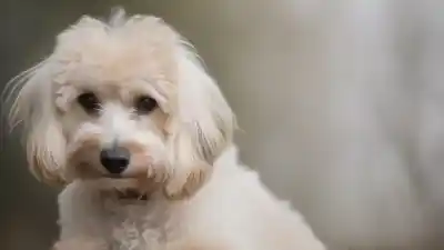 Top 8 Perros Más Hipoalergénicos: Razas Ideales para Alérgicos