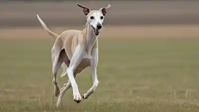 Top 5 de los Perros Más Flacos del Mundo que Te Sorprenderán