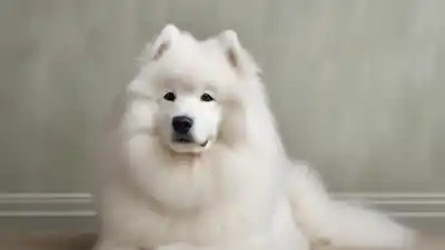 Top 8 de las razas de perros más peludos que te sorprenderán