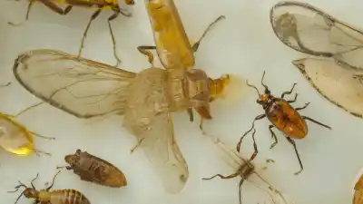 Top 7 Insectos Conservados en Ámbar Más Fascinantes del Mundo