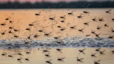 Top 5 Insectos Que Viven Un Día: Las Vidas Más Breves Del Reino Animal