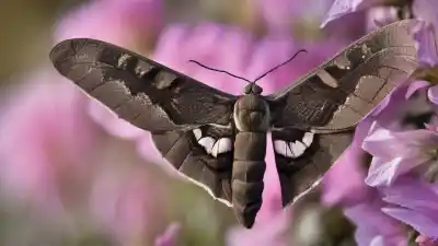 Top 7 Insectos Polinizadores Nocturnos: Los Héroes Secretos de la Noche