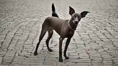 Top 7 de los Perros Más Extraños del Mundo que Te Dejarán Boquiabierto