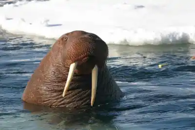 ¿Sabías que estos animales marinos tienen colmillos de marfil?