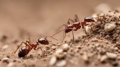 Top 5 de las Hormigas Más Comunes en España que Debes Conocer