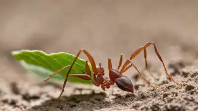 Top 5 de las Hormigas Más Fuertes del Mundo que Te Dejarán Boquiabierto