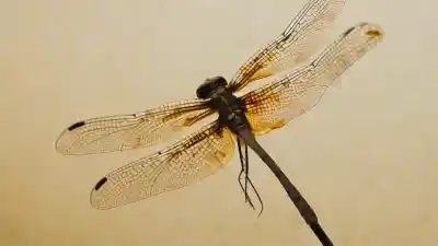 Top 5 de los insectos más antiguos del mundo que te sorprenderán