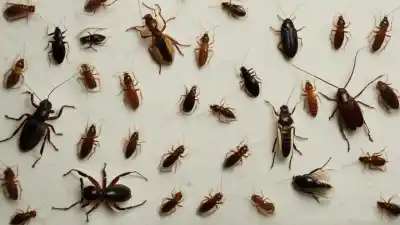 Top 10 Insectos Más Comunes del Hogar que Debes Conocer