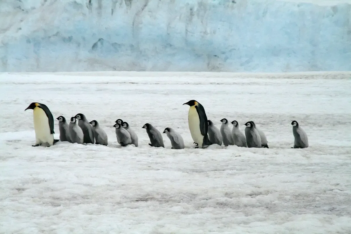 Pingüino Emperador