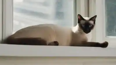 Top 5 de los gatos que más viven: Descubre las razas más longevas