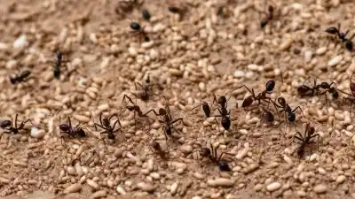 Top 10 de las Hormigas Más Comunes en Argentina que Debes Conocer