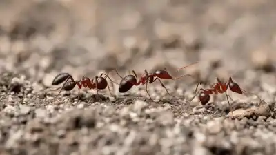 Top 5 de las Hormigas Más Comunes en Chile que Debes Conocer