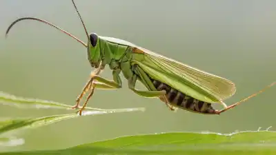 Top 7 de los insectos que saltan más increíbles de la naturaleza