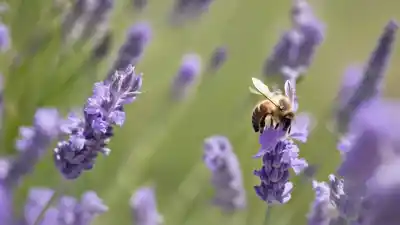 Top 5 Insectos Polinizadores en España Que Debes Conocer