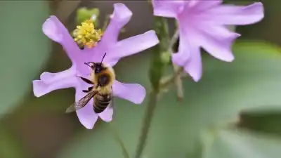 Top 5 Insectos Polinizadores en México: Los Héroes Desconocidos de Nuestra Biodiversidad