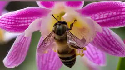 Top 5 Insectos Polinizadores de Orquídeas que Revelan la Magia de la Naturaleza