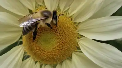 Top 7 de los insectos polinizadores de las flores más importantes del planeta