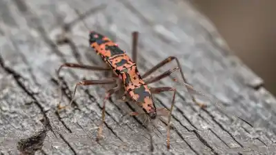 Top 7 Insectos Parecidos a la Vinchuca que Debes Identificar Correctamente
