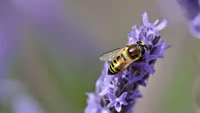 Top 7 Insectos Parecidos a las Abejas Que Te Sorprenderán