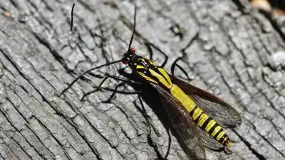 Top 7 Insectos Parecidos a los Alacranes Que Te Sorprenderán