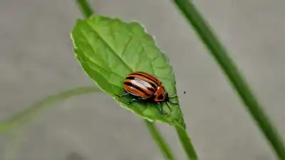 Top 7 de insectos parecidos a las mariquitas que te sorprenderán