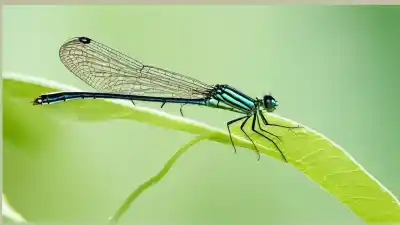 Top 7 Insectos Parecidos a las Libélulas que Te Sorprenderán
