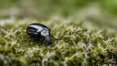 Top 7 Insectos Parecidos a las Cochinillas Que Te Sorprenderán