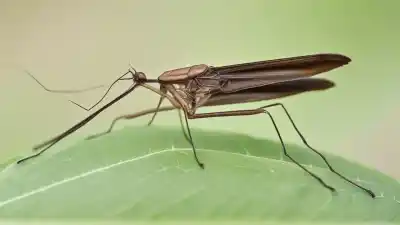 Top 7 Insectos Parecidos a los Mosquitos que Te Sorprenderán