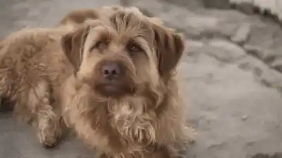 Top 7 Perros de Color Marrón Más Fascinantes que Debes Conocer